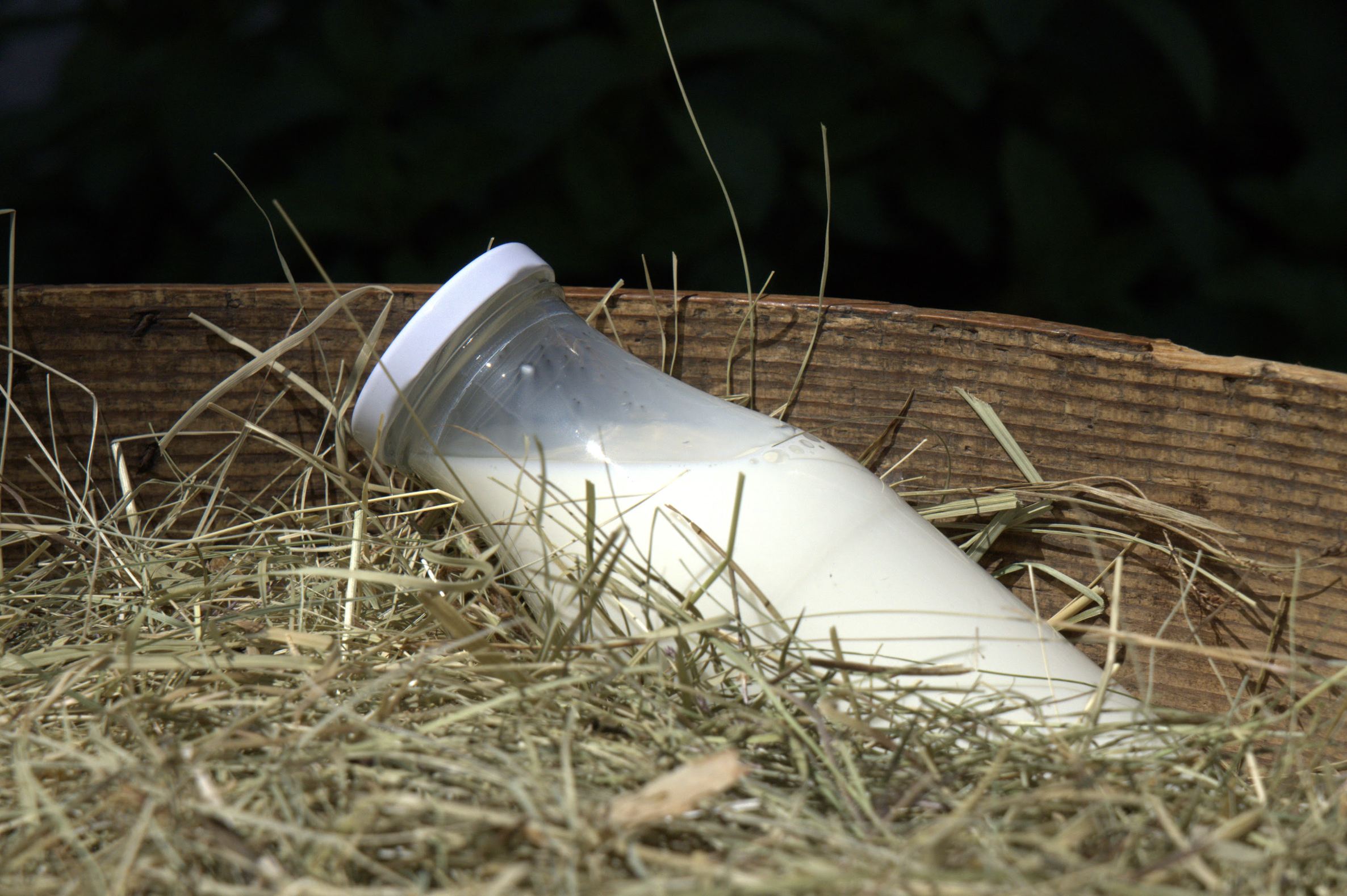 Milch